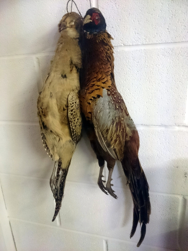 Birds for the pot - Year old Pheasants. These only hung for 3 days before we plucked, gutted, cleaned and prepped them.